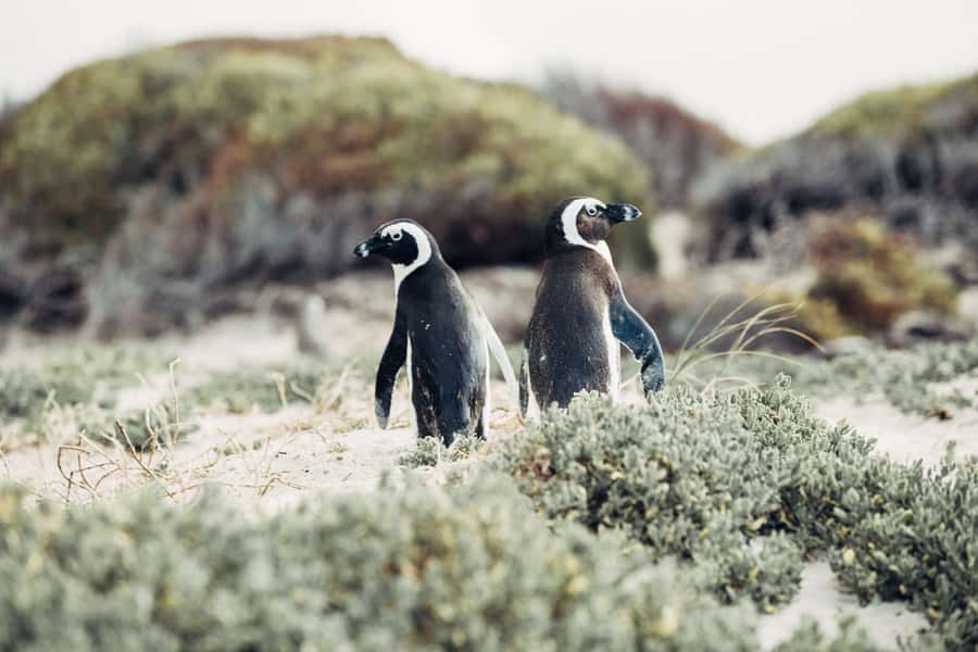Cape Town: Cape Point and Penguin Colony Full Day Tour - Clifton and Camps Bay: a stylish start beside the Atlantic