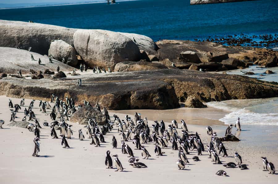 Cape Town: Cape Point & Boulders Beach Day Tour - The Cape of Good Hope sign and extra entrance fees