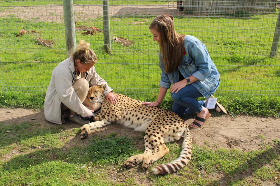 Cape Town: CHEETAH ENCOUNTER/WINE TESTING EXPERIENCE/LUNCH - Key Points Before You Book