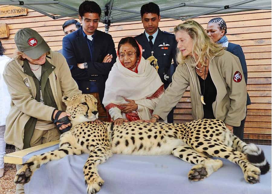 Cape Town: CHEETAH ENCOUNTER/WINE TESTING EXPERIENCE/LUNCH - From Cape Town to Cheetah Outreach
