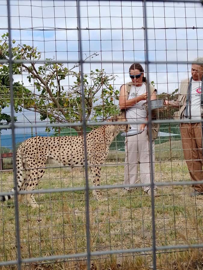 Cape Town: CHEETAH ENCOUNTER/WINE TESTING EXPERIENCE/LUNCH - Waterford’s Wine and Chocolate Option