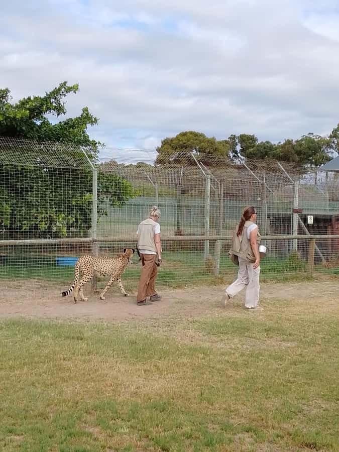 Cape Town: CHEETAH ENCOUNTER/WINE TESTING EXPERIENCE/LUNCH - Choosing Lunch at Tokara or Delaire Graff