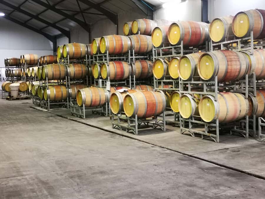 Cape Town: CHEETAH ENCOUNTER/WINE TESTING EXPERIENCE/LUNCH - Who Will Enjoy This Combination Most