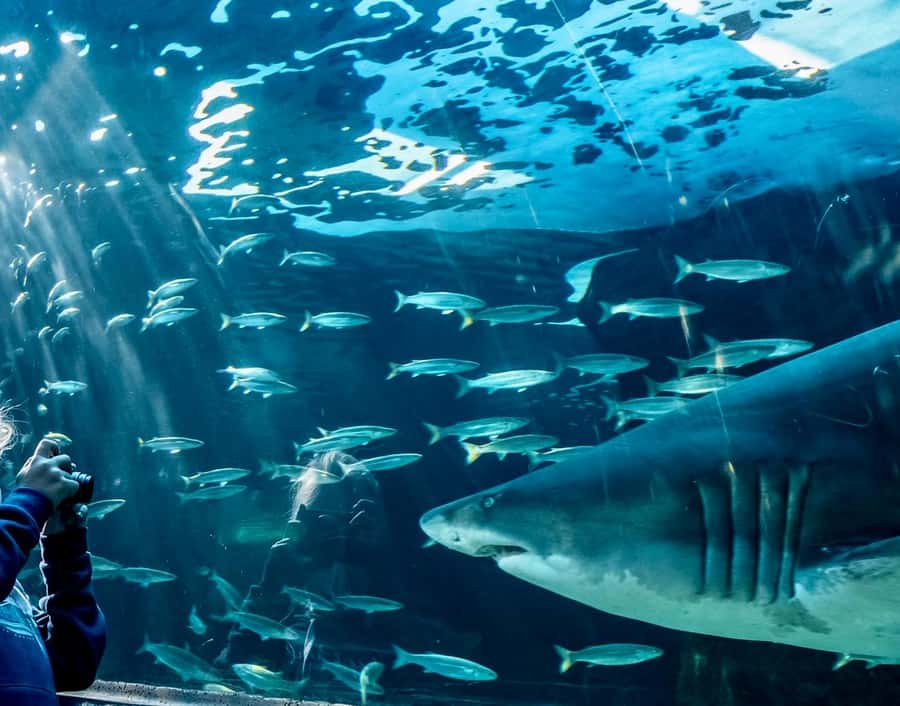 Cape Town City Pass: Save Over 50% on 80+ Top Attractions - What the Cape Town City Pass includes