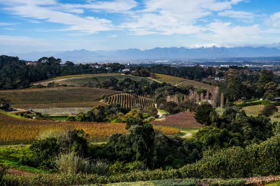 Cape Town: Constantia Half-Day Wine Tour & Tastings - Is $115 a fair price?