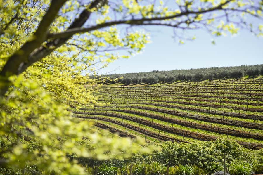 Cape Town: Constantia Half-Day Wine Tour & Tastings - Why Constantia works for a half-day