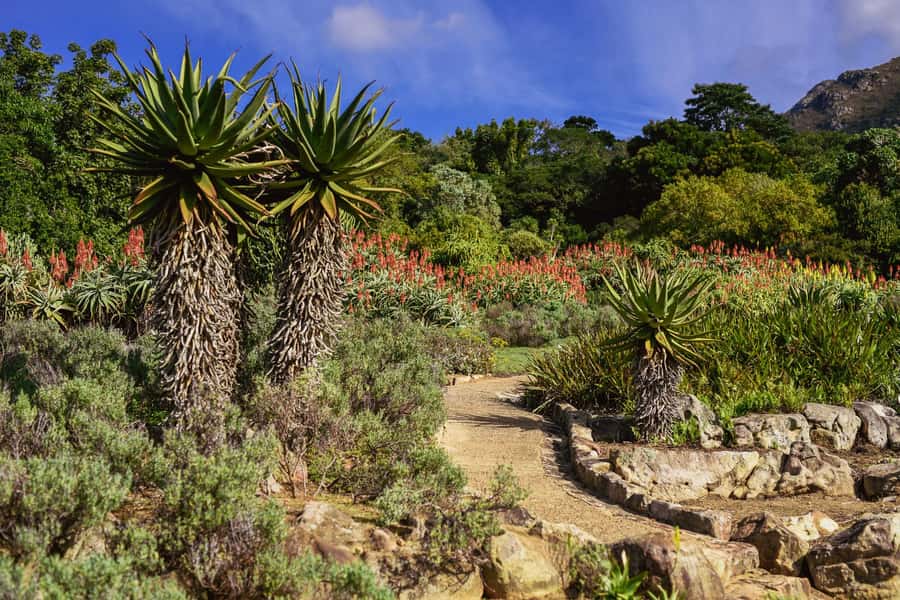 Cape Town: Constantia Half-Day Wine Tour & Tastings - Constantia Glen offers a different second stop