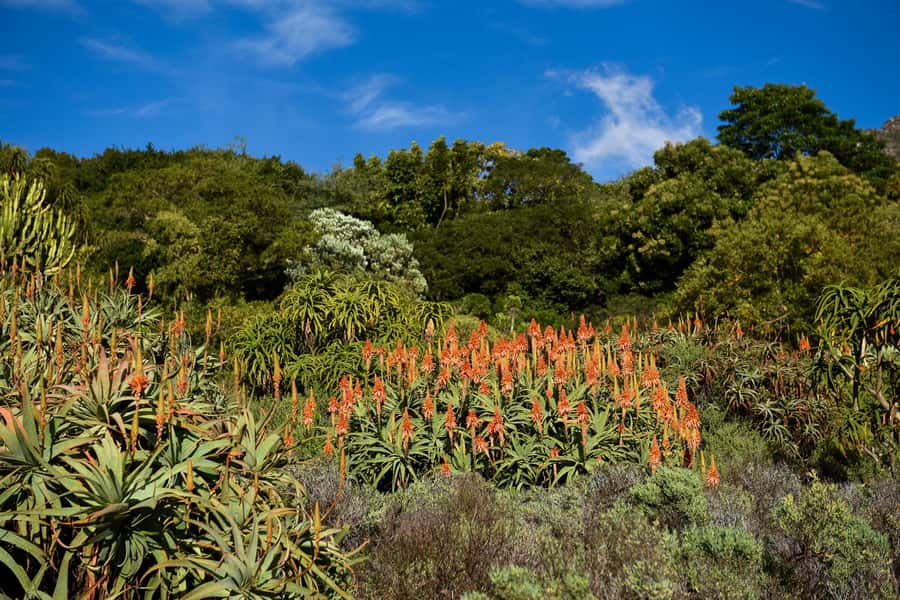 Cape Town: Constantia Half-Day Wine Tour & Tastings - The pace is relaxed, but the clock is real