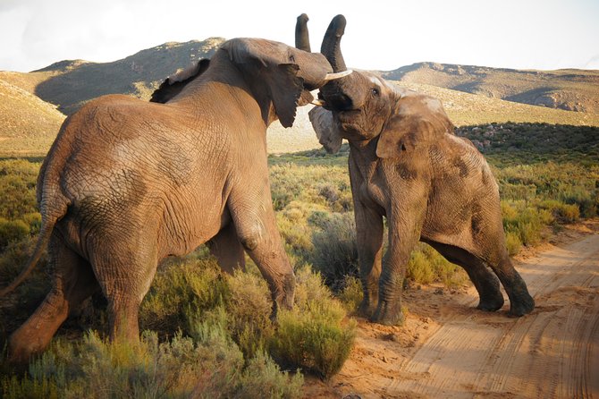 Cape Town Day Safari - Why Aquila Works for a Cape Town Day Trip