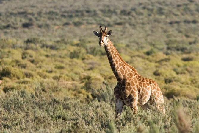 Cape Town Day Safari - The Two to Three Hour Open-Vehicle Game Drive