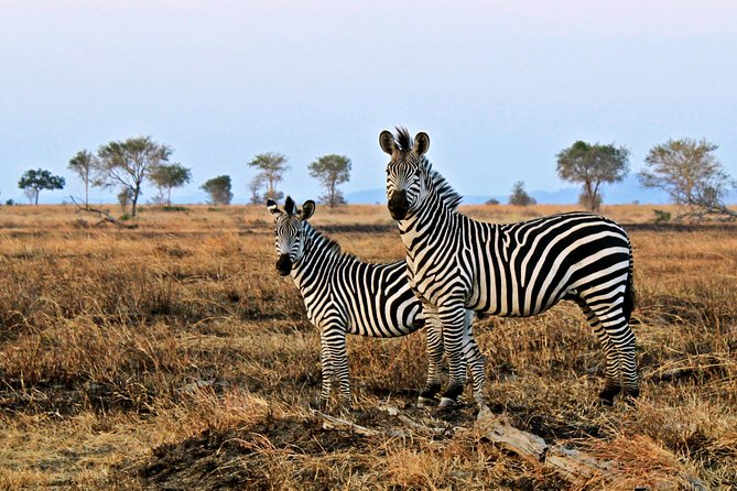 Cape Town Day Safari - What the $260.16 Price Really Covers