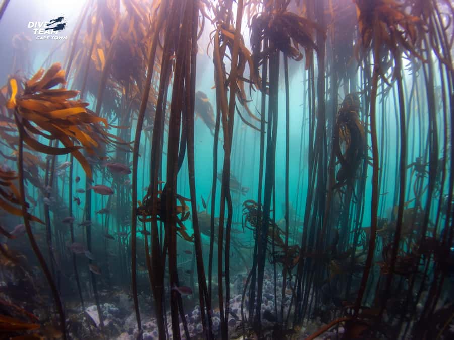 Cape Town: Discover Scuba Diving - 1 day experience - What the instructor support is really worth