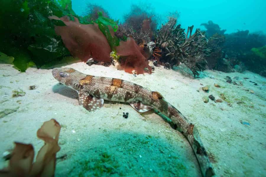 Cape Town: Discover Scuba Diving - 1 day experience - Who will enjoy this first scuba experience?