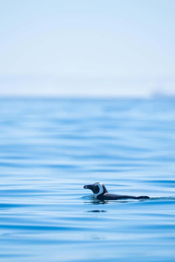 Cape Town: Dolphin & Ocean Wildlife Kayaking Adventure ⚓️ - How the two-hour route feels from the water