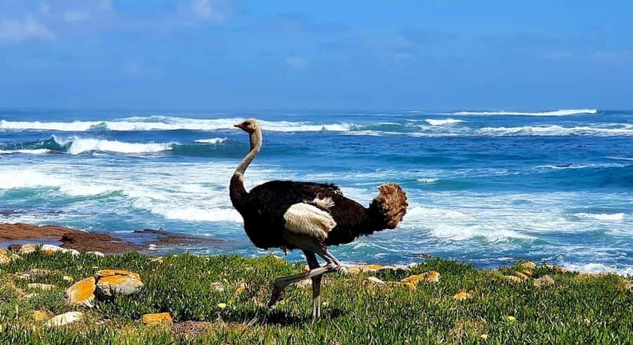 Cape Town: E-Bike Cape Peninsula Tour - Chapman’s Peak brings the big coastal views