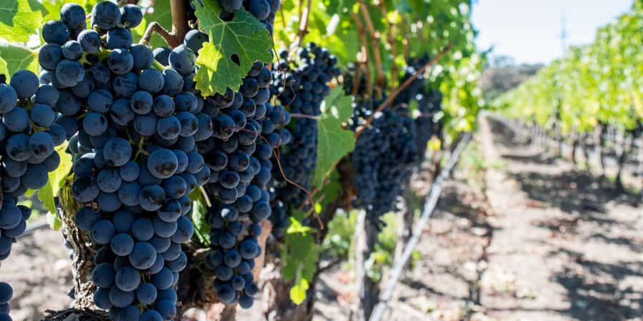 Cape Town: Franschhoek and Wine Tram Tour - Why this Cape Winelands day works