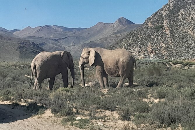 Cape Town Full Day Aquila reserve safari - Leaving Cape Town at 8:00 in the morning