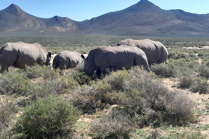 Cape Town Full Day Aquila reserve safari - Through Hex Pass into the Klein Karoo
