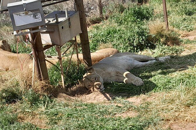 Cape Town Full Day Aquila reserve safari - The Aquila Private Game Reserve game drive