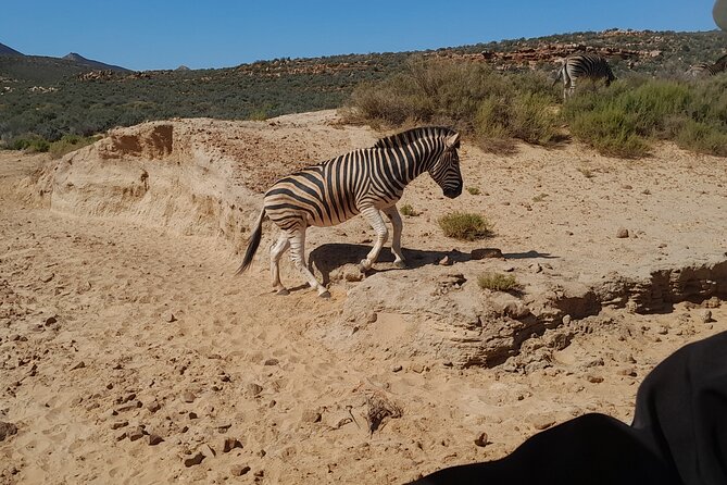 Cape Town Full Day Aquila reserve safari - Lunch and the practical comforts