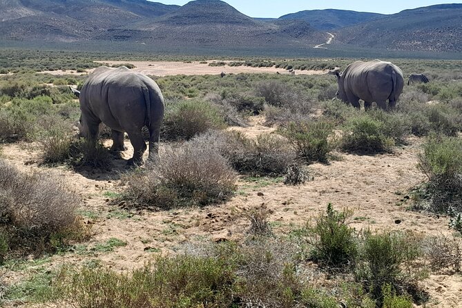 Cape Town Full Day Aquila reserve safari - Returning to Cape Town after the safari