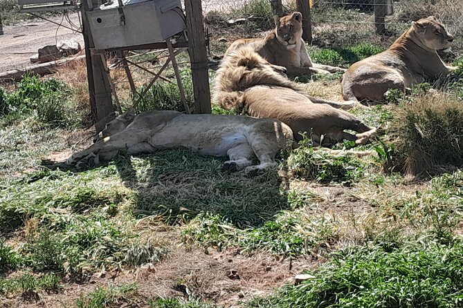 Cape Town Full Day Aquila reserve safari - What the private format changes