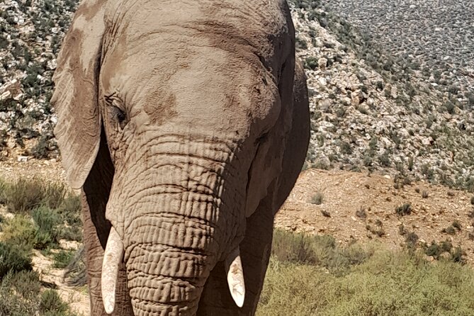 Cape Town Full Day Aquila reserve safari - Worcester and the first leg of the road trip