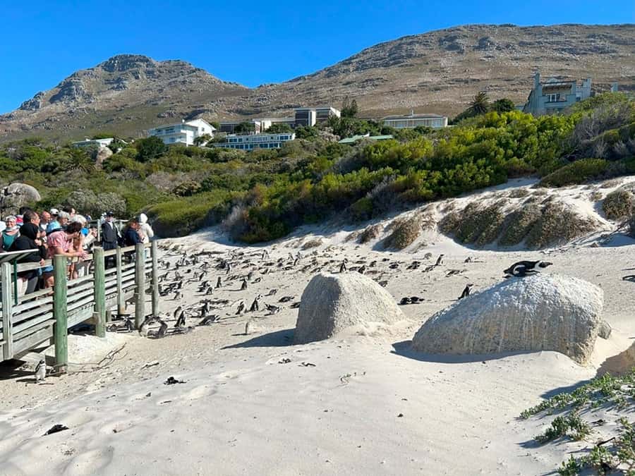 Cape Town: Full Day Cape of Good Hope with Penguins Tour - Cape Point Nature Reserve gives you the wildest hour