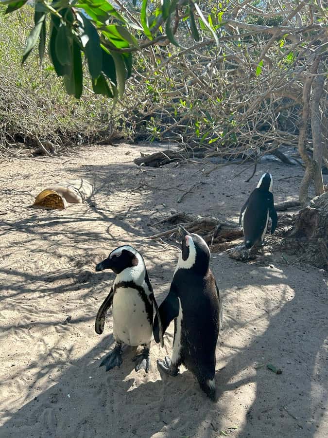 Cape Town: Full Day Cape of Good Hope with Penguins Tour - Simon’s Town brings a change of pace