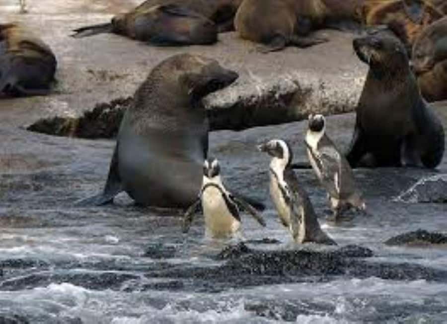 Cape Town: Full-Day Cape Peninsula Tour & Penguin Beach - Why this Cape Peninsula day makes sense