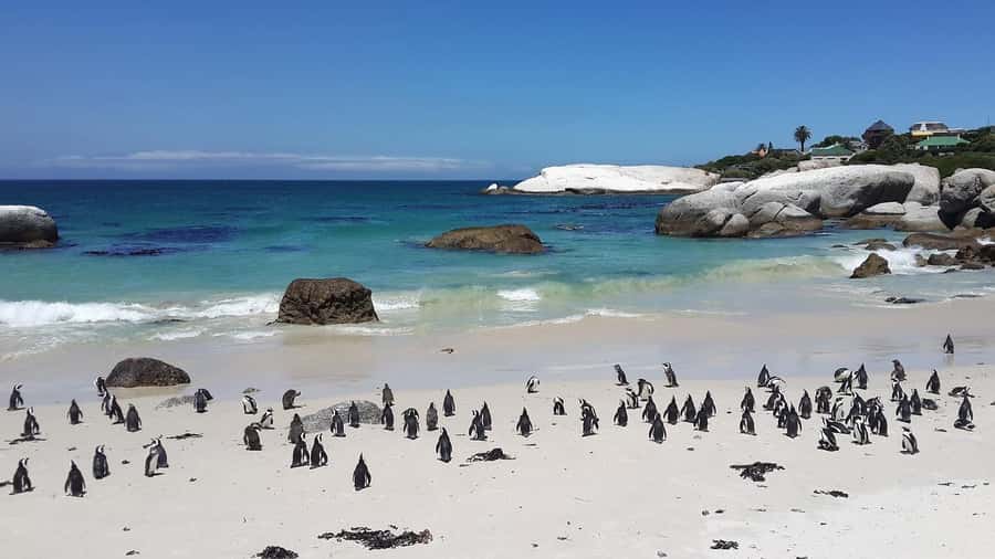Cape Town: Full-Day Cape Peninsula Tour & Penguin Beach - Lunch leads into the penguin stop