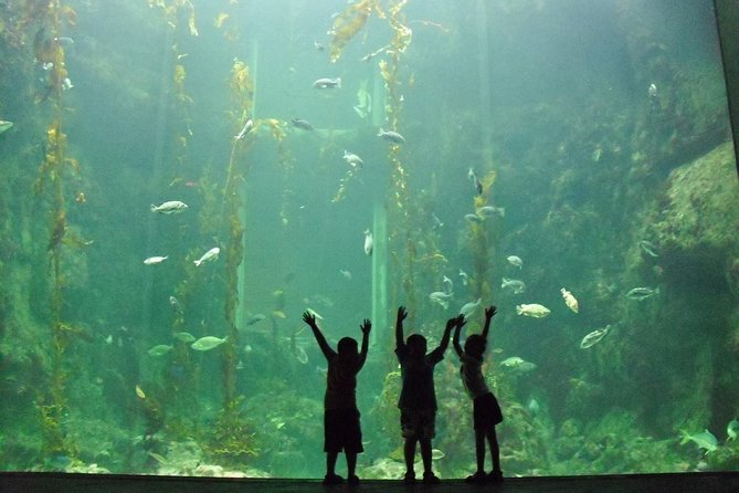 Cape Town Full Day Family Fun With Kids Private Tour - Why this family day works