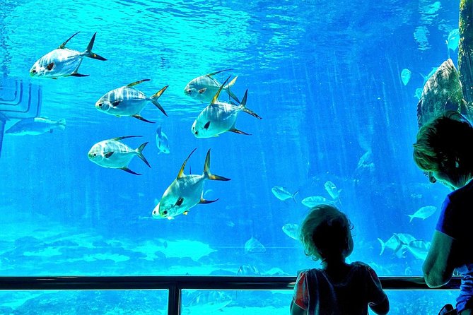 Cape Town Full Day Family Fun With Kids Private Tour - One hour beneath the sea at Two Oceans Aquarium