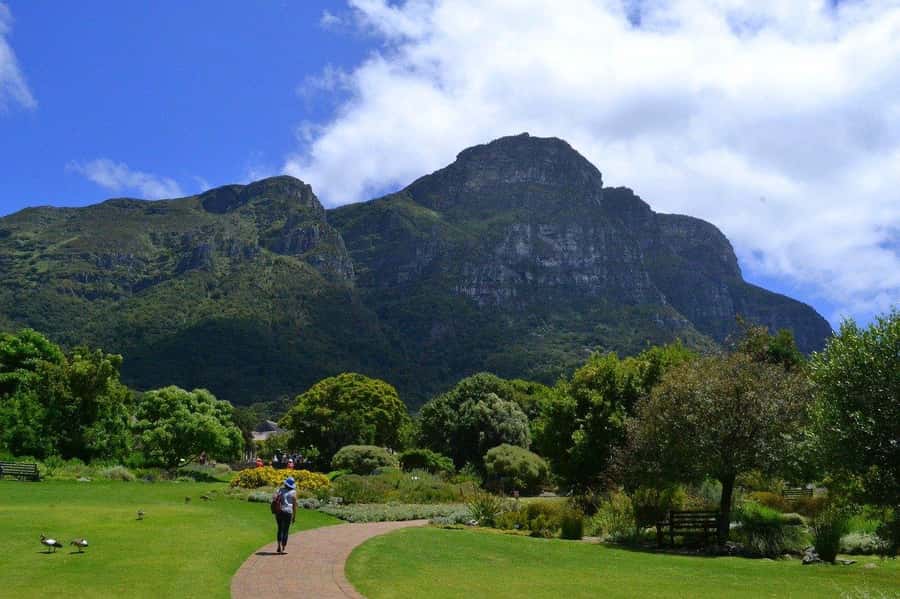 Cape Town: Full-Day Kirstenbosch, Bo-Kaap, and Penguins Tour - Meeting the penguins at Boulders Beach