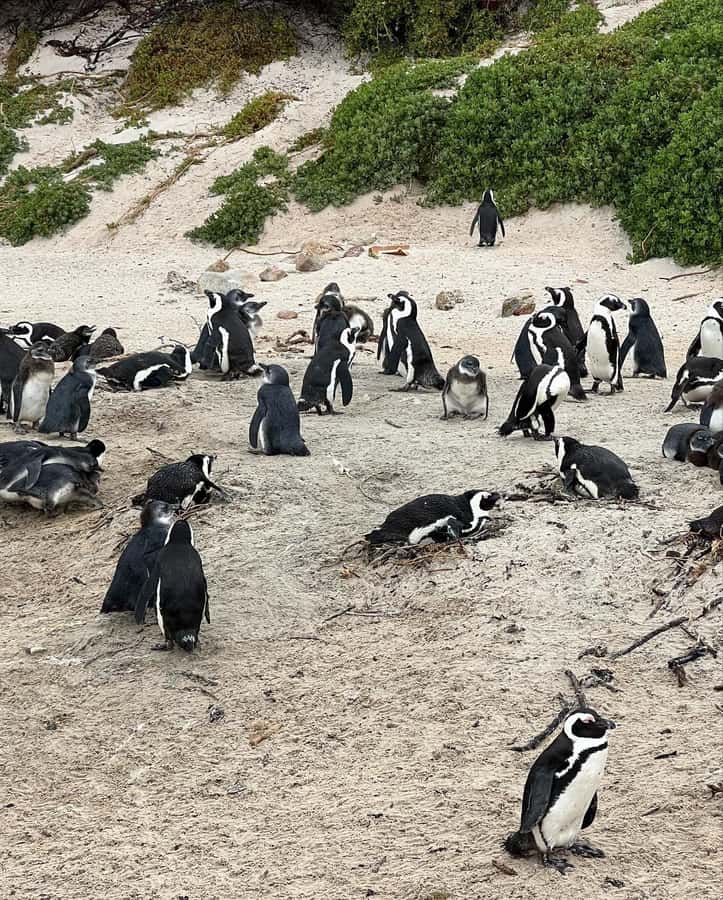 Cape Town: Full-Day Private Peninsula Tour - Hout Bay: seals, seafood, or a practical lunch choice