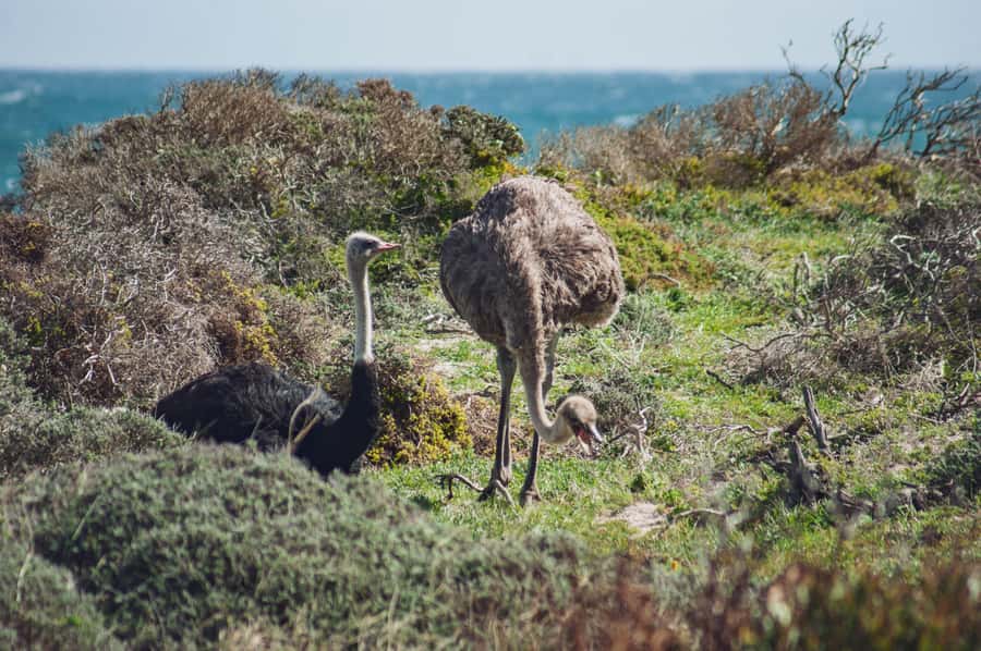 Cape Town: Full-Day Private Peninsula Tour - Simon’s Town and the Great Dane monument