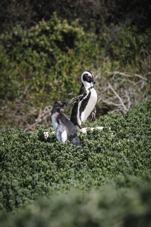 Cape Town: Full-Day Private Peninsula Tour - What $121 per person really covers