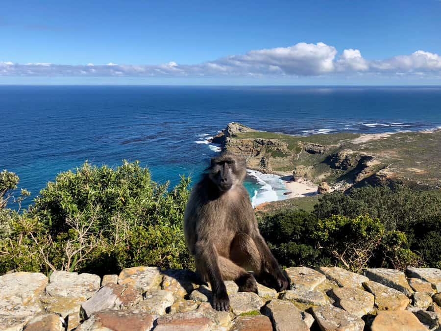Cape Town: Full-Day Private Tour with Cape Point & Penguins - Why this private Cape Peninsula tour works well