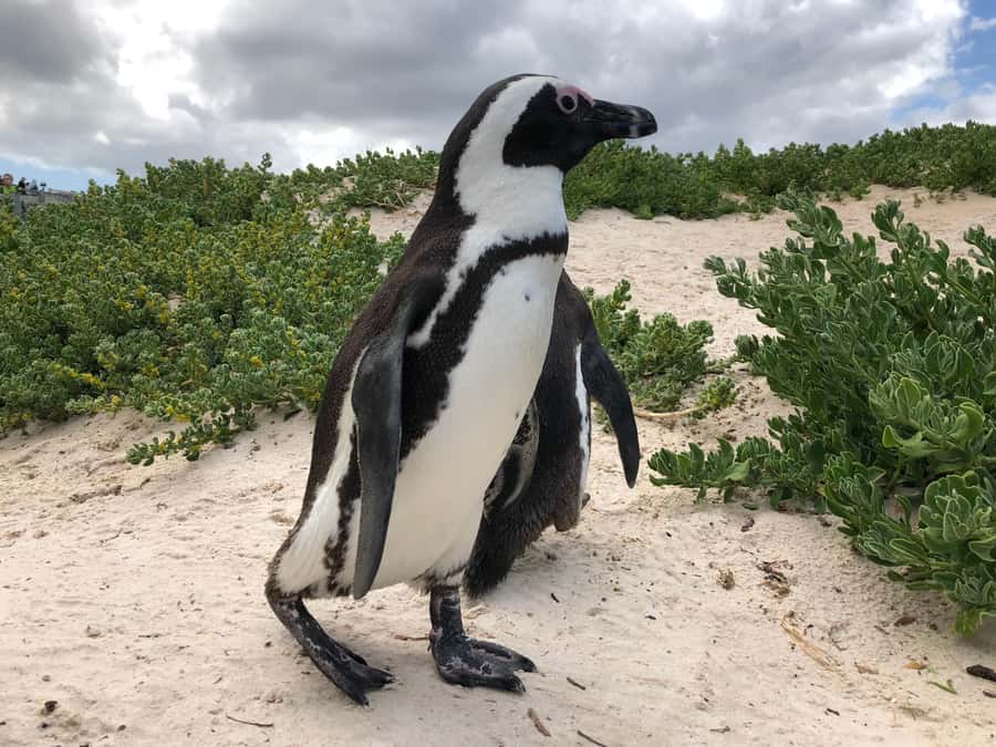 Cape Town: Full-Day Private Tour with Cape Point & Penguins - Chapman’s Peak Drive deserves your attention