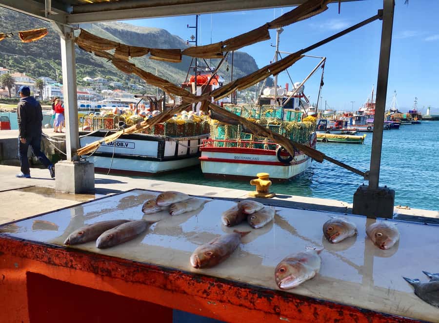 Cape Town: Full-Day Private Tour with Cape Point & Penguins - Lunch in Simon’s Town, with food at your own cost