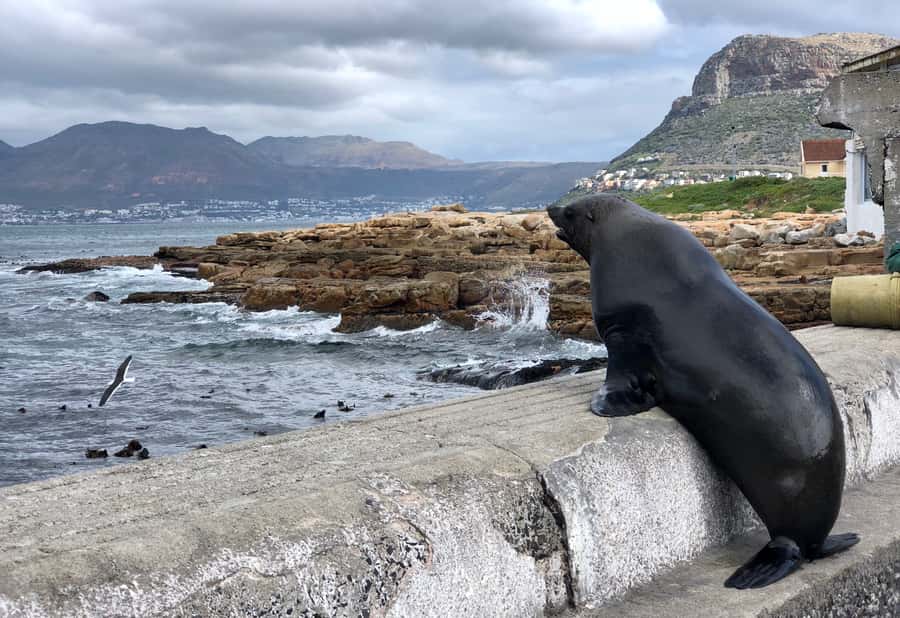 Cape Town: Full-Day Private Tour with Cape Point & Penguins - What the $202 price really covers
