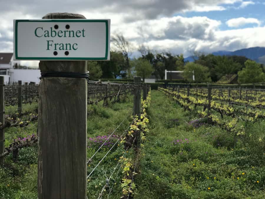 Cape Town: Full-Day Stellenbosch and Franschhoek Wine Tour - Why this Cape Winelands day works