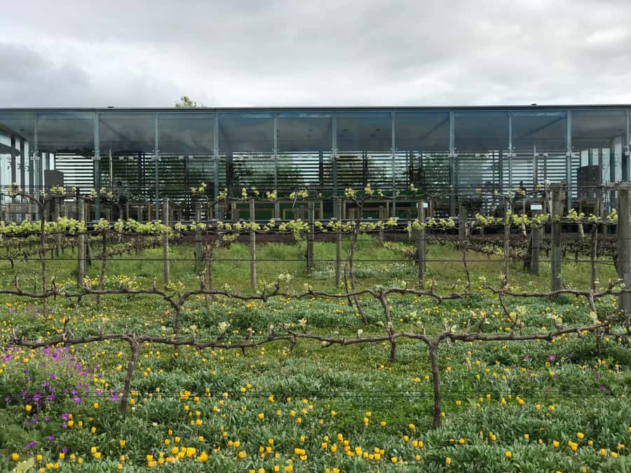 Cape Town: Full-Day Stellenbosch and Franschhoek Wine Tour - Is $77 a fair price?