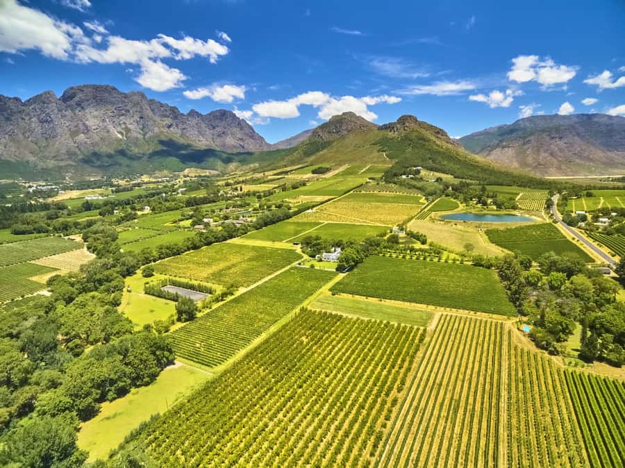 Cape Town: Full-Day Wine Tasting Tour with Wine Tram - Choosing between the Franschhoek estates