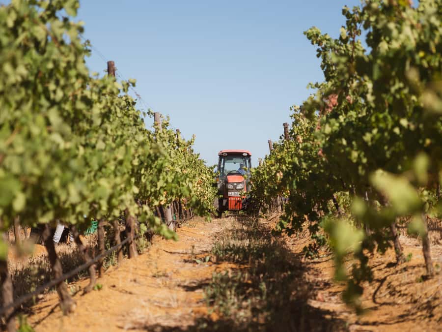 Cape Town: Full-Day Winelands Tour with Wine Tastings & Food - Franschhoek: French influence and mountain scenery