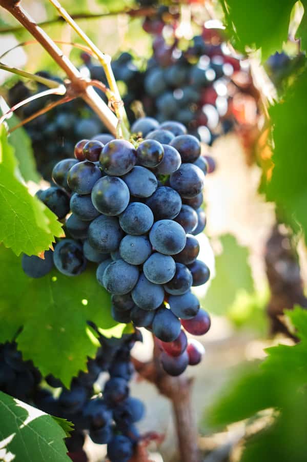 Cape Town: Full-Day Winelands Tour with Wine Tastings & Food - Stellenbosch: Pinotage and a mix of estates