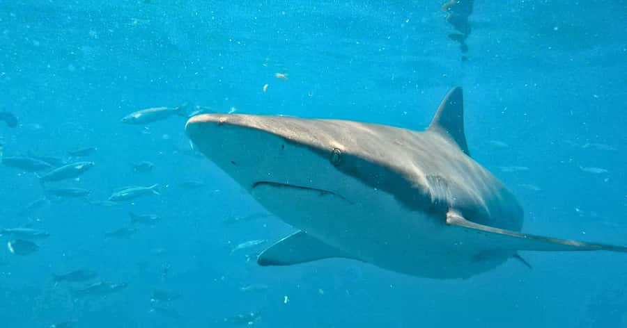 Cape Town: Gansbaai Eco-Friendly Shark Cage Diving Cruise - Boarding Slashfin for the shark encounter