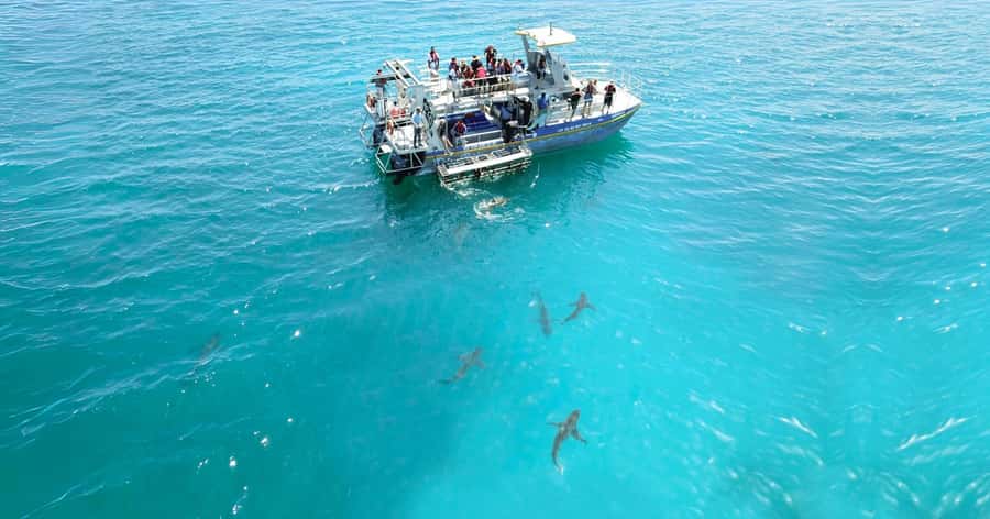 Cape Town: Gansbaai Eco-Friendly Shark Cage Diving Cruise - What you are most likely to see at Joubertsdam