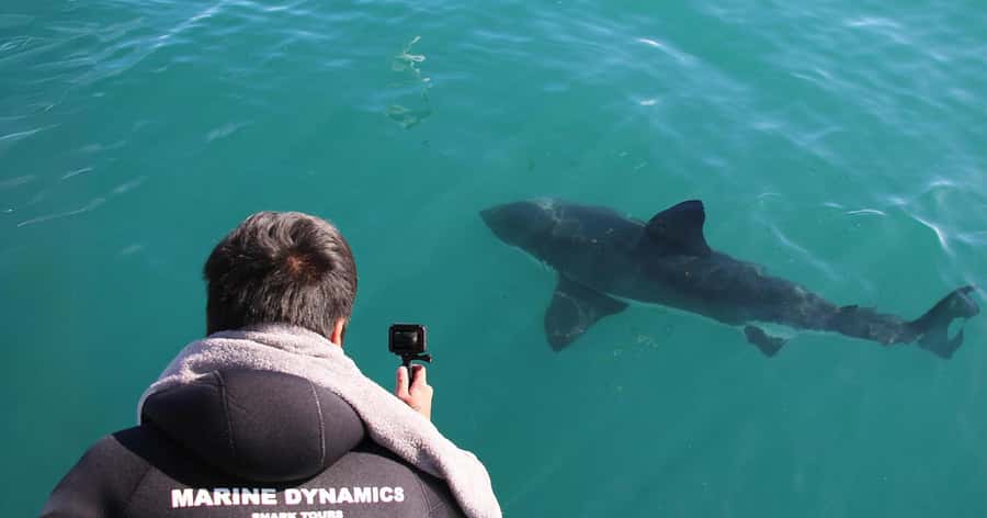 Cape Town: Gansbaai Eco-Friendly Shark Cage Diving Cruise - The African Penguin and Seabird Sanctuary adds a second purpose