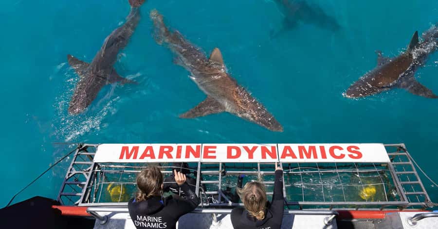 Cape Town: Gansbaai Eco-Friendly Shark Cage Diving Cruise - Breakfast and the briefing at The Great White House